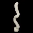 Chalcedony Spiral Coral Very Rare Natural Mineral Specimen - image 1