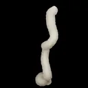 Chalcedony Spiral Coral Very Rare Natural Mineral Specimen - image 2