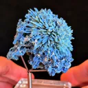 specimen video
