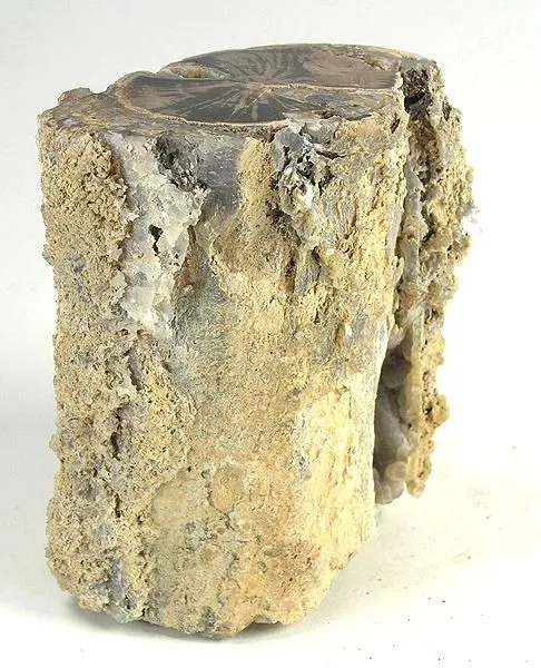 Chalcedony (Var: Petrified Wood) image