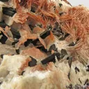 Chalcocite (twinned) on Calcite - image 6