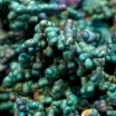 Chalcopyrite-Coated Chalcocite With Djurleite - image 9