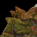 Chalcopyrite on Calcite - image 9