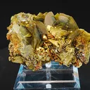 specimen video