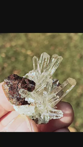 specimen video
