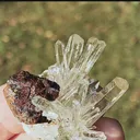 specimen video
