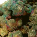 Chalcopyrite Var. Blister Copper - image 4