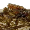 Childrenite - image 2