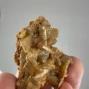 specimen video