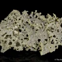 Chlorargyrite - image 5