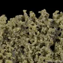 Chlorargyrite - image 1