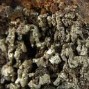 Chlorargyrite (Var: Bromian Chlorargyrite) - image 2