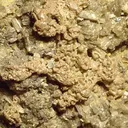 Chlorargyrite (Var: Bromian Chlorargyrite) - image 2