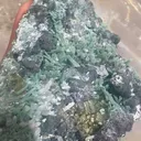 specimen video