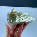 specimen video