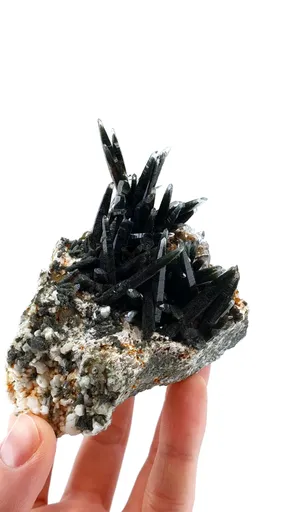 specimen video