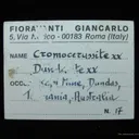 Chrome Cerussite and Dundasite - image 6