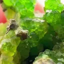 CHROME Grossular Garnet JUICE BOMB - image 4