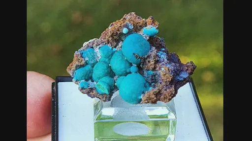 specimen video