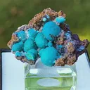 specimen video