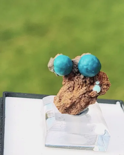 specimen video