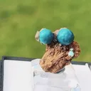 specimen video