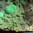 Chrysocolla, Antlerite - image 2