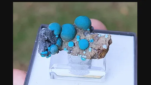 specimen video