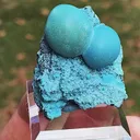 specimen video