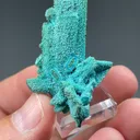 Chrysocolla on Malachite pseudomorph - image 2