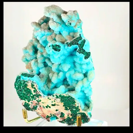 specimen video