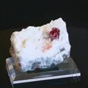 specimen video