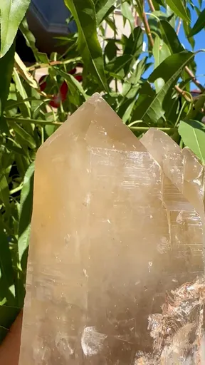specimen video
