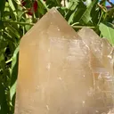 specimen video