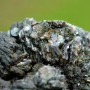 Clinochlore 407 grams - Koukouri diggings, Trantimou, Arrondissement of Diakon, Kayes Region, Mali - image 5