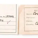 Clinochlore Var. Corundophilite - image 3