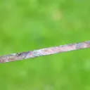 Clinochlore var. Seraphinite 114 grams - Korshunovskoye iron deposit, Irkutsk Oblast, Russia - image 3