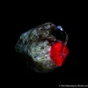 Clinohumite with Spinel - image 4