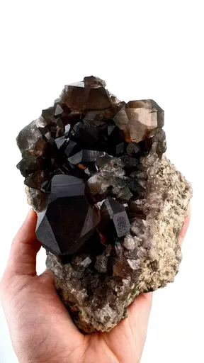 specimen video