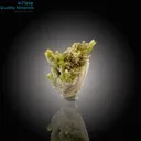 Clustered Tourmaline Bunch on Feldspar - image 2