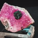 specimen video