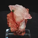 specimen video