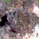 Cobalto-calcite - 1918 grams - Bou Azzer mining district, Drâa-Tafilalet Region, Morocco - image 4