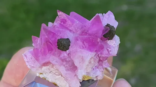 specimen video