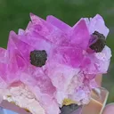 specimen video