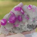 specimen video