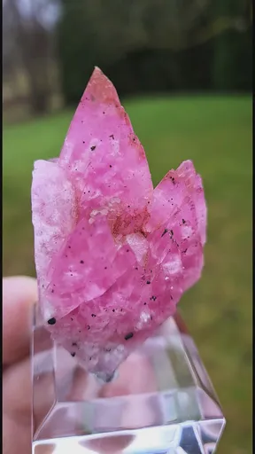 specimen video