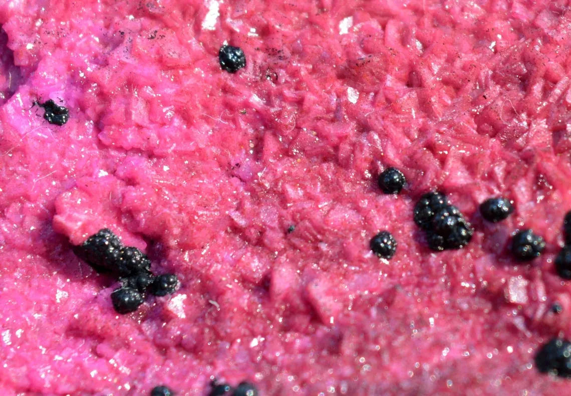 Cobaltocalcite & Heterogenite - 301 grams - Mashamba West Mine, Kolwezi mining district, DR Congo - image 2