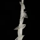 Colemanite on Ulexite (repaired) - image 3