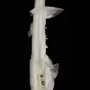 Colemanite on Ulexite (repaired) - image 2